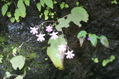 Impatiens acaulis